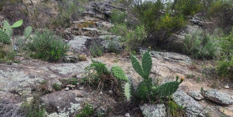 WhatsApp Image 2025-11-15 at 11.27.06